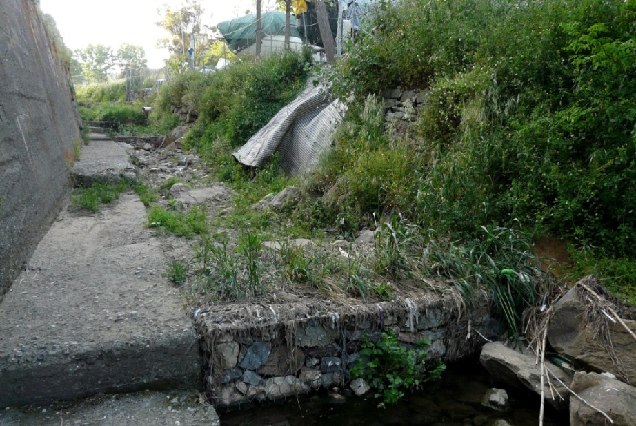 Rio Salivoli (Piombino) - rospi smeraldini in citt!